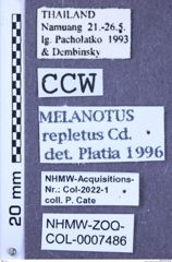 Etiketten zu Melanotus repletus (NHMW-ZOO-COL-0007486)